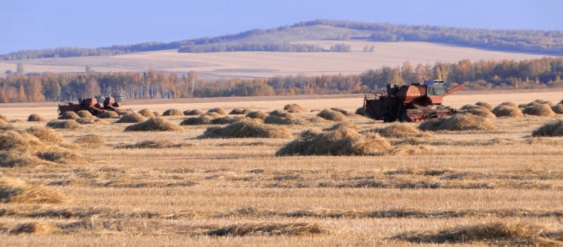 Пшеничное поле в Костанайской области.
